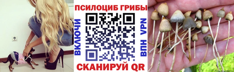 Псилоцибиновые грибы Psilocybe  Купить  Шуя 